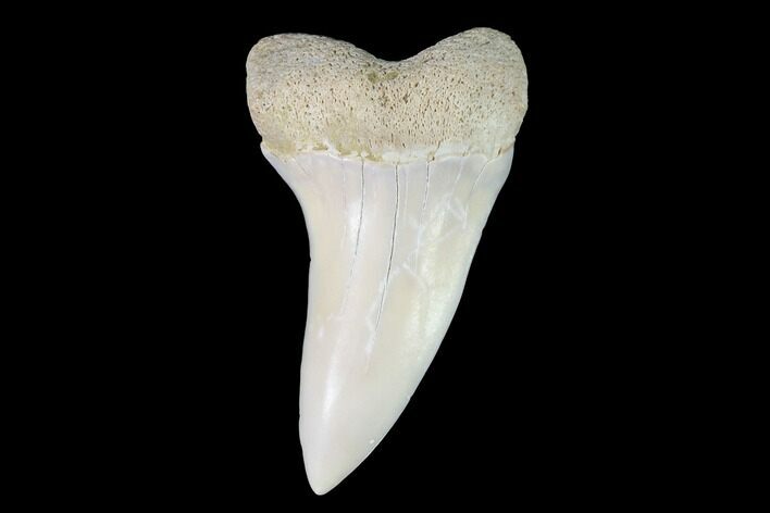 Mako Shark Tooth Fossil - Sharktooth Hill, CA #94719